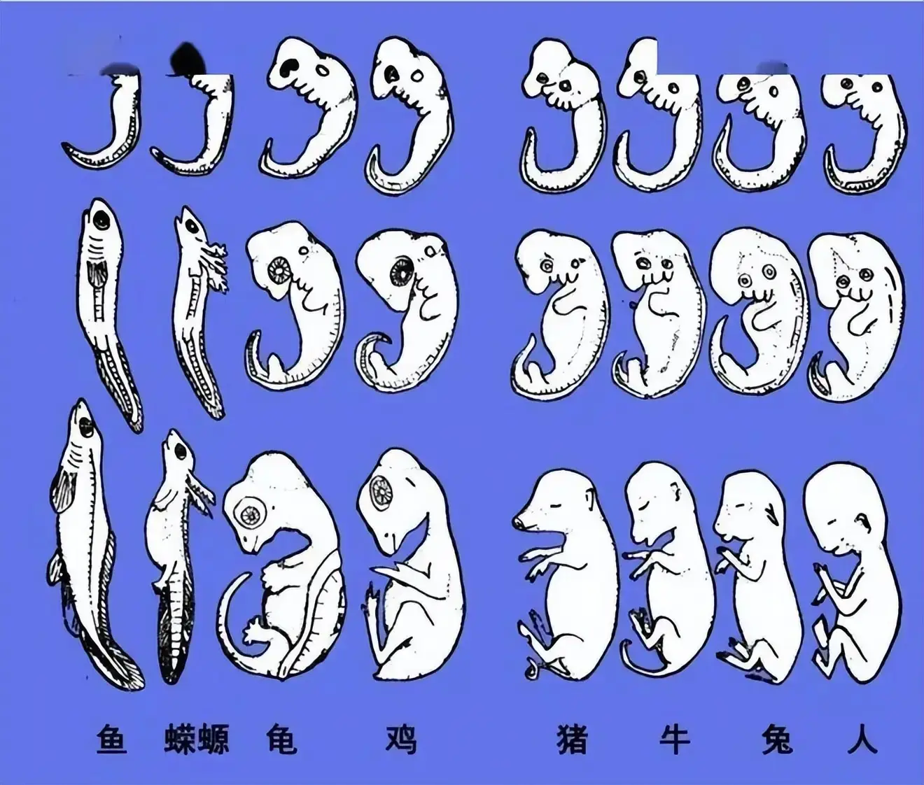 神创论与外星人创造论对比_人类与动物实操ppt看视频_人类起源进化论科普